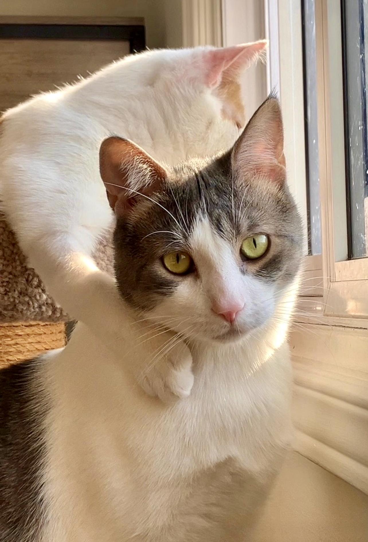 ADORABLE ASH, Adoptable, Young Male Domestic Short Hair.