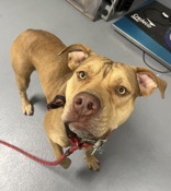 Sam, Adult Female Pit Bull Terrier