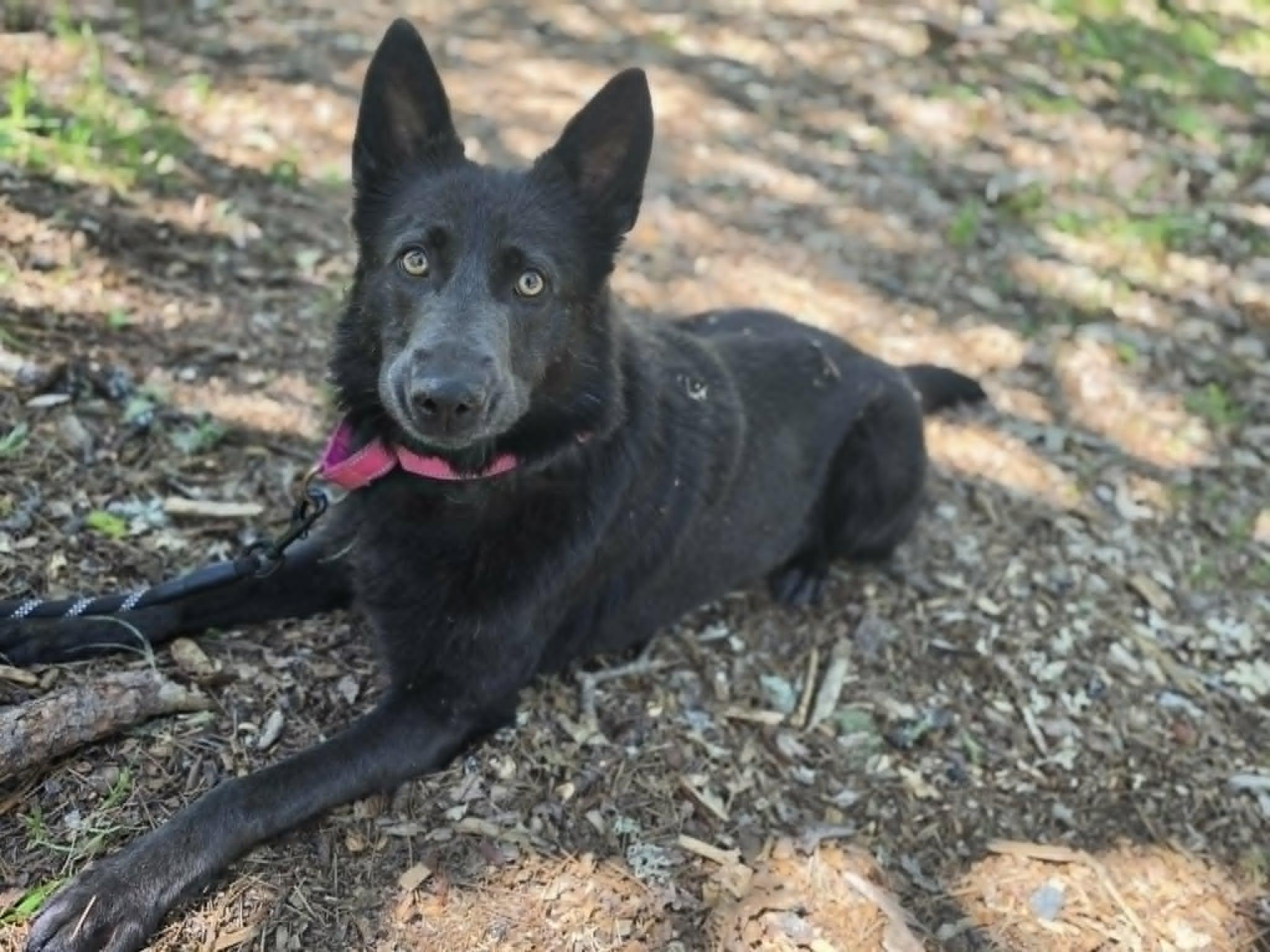 Addy - Adopted | Petfinder