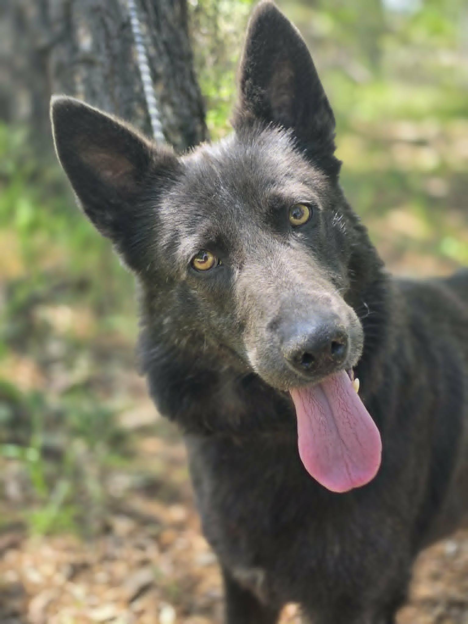 Addy - Adopted | Petfinder