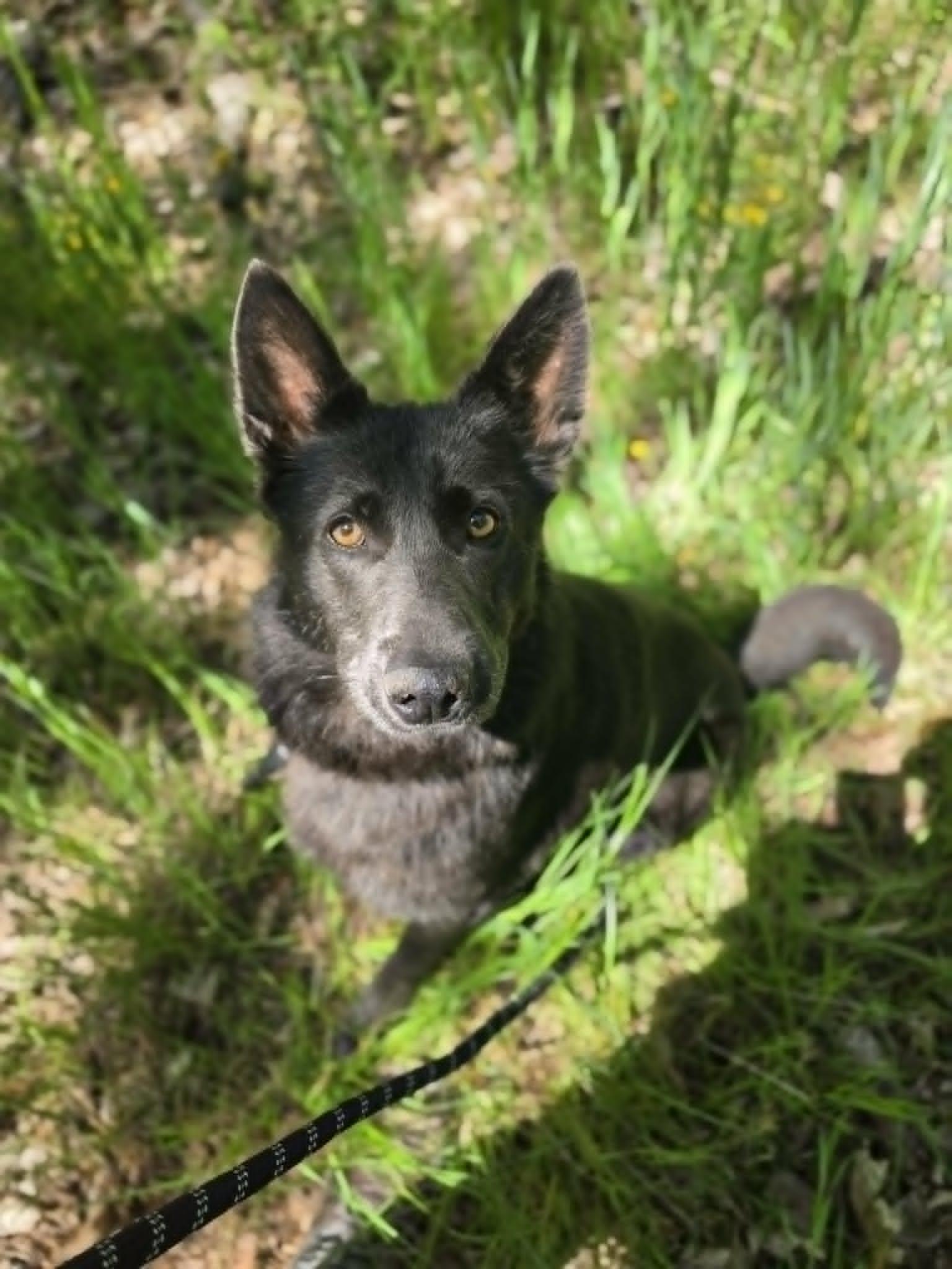Addy - Adopted | Petfinder