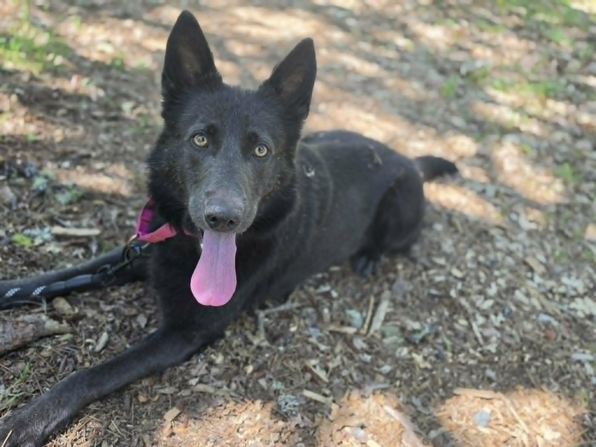 Addy - Adopted | Petfinder