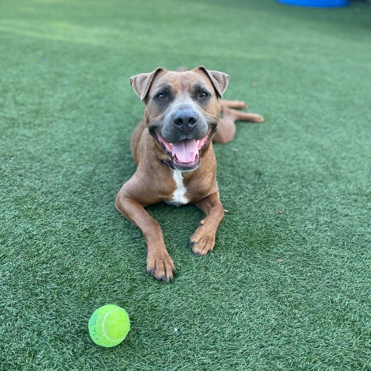 Enlarge Maren, a ADOPTABLE mixed breed in Palm Harbor, FL image 1/2