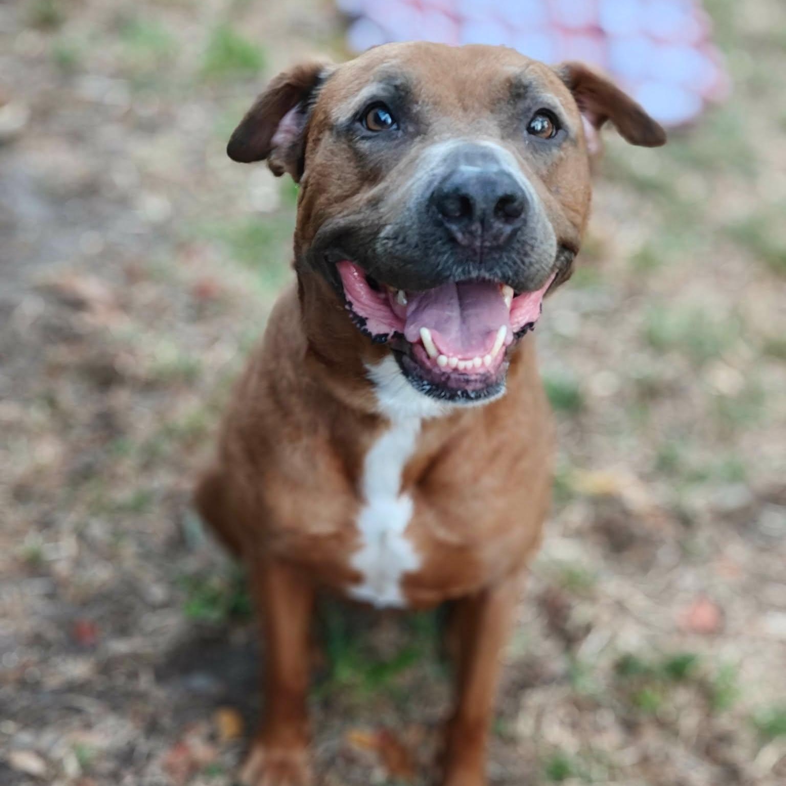 Maren, a ADOPTABLE mixed breed in Palm Harbor, FL image 2/4