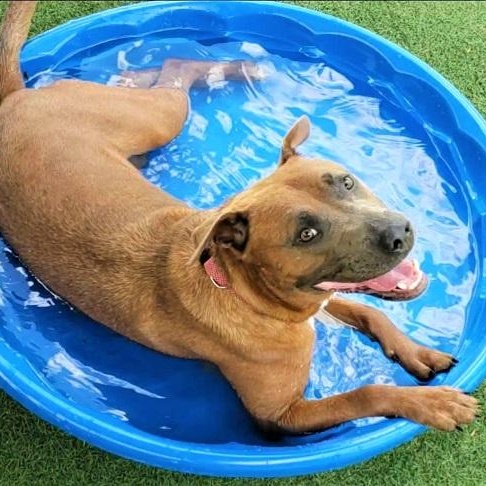 Enlarge Maren, a ADOPTABLE mixed breed in Palm Harbor, FL image 2/2