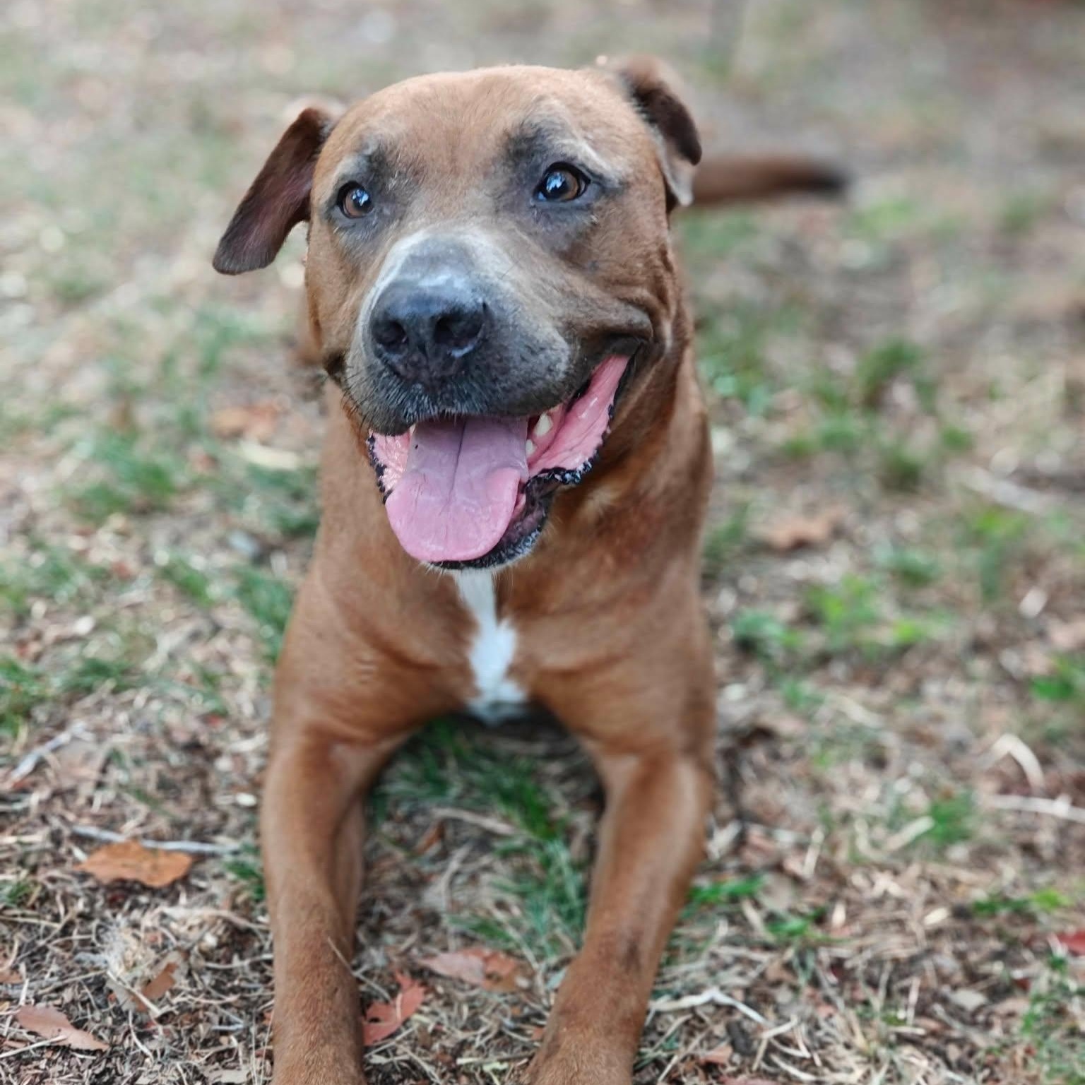 Maren, ADOPTABLE, Adult Female Mountain Cur.