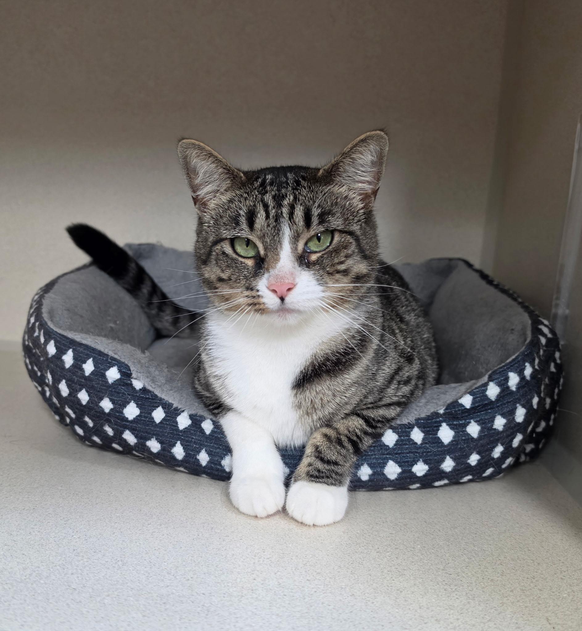Enlarge ELIZABETH, a Adoptable Domestic Short Hair in Hamilton, NJ image 4/5