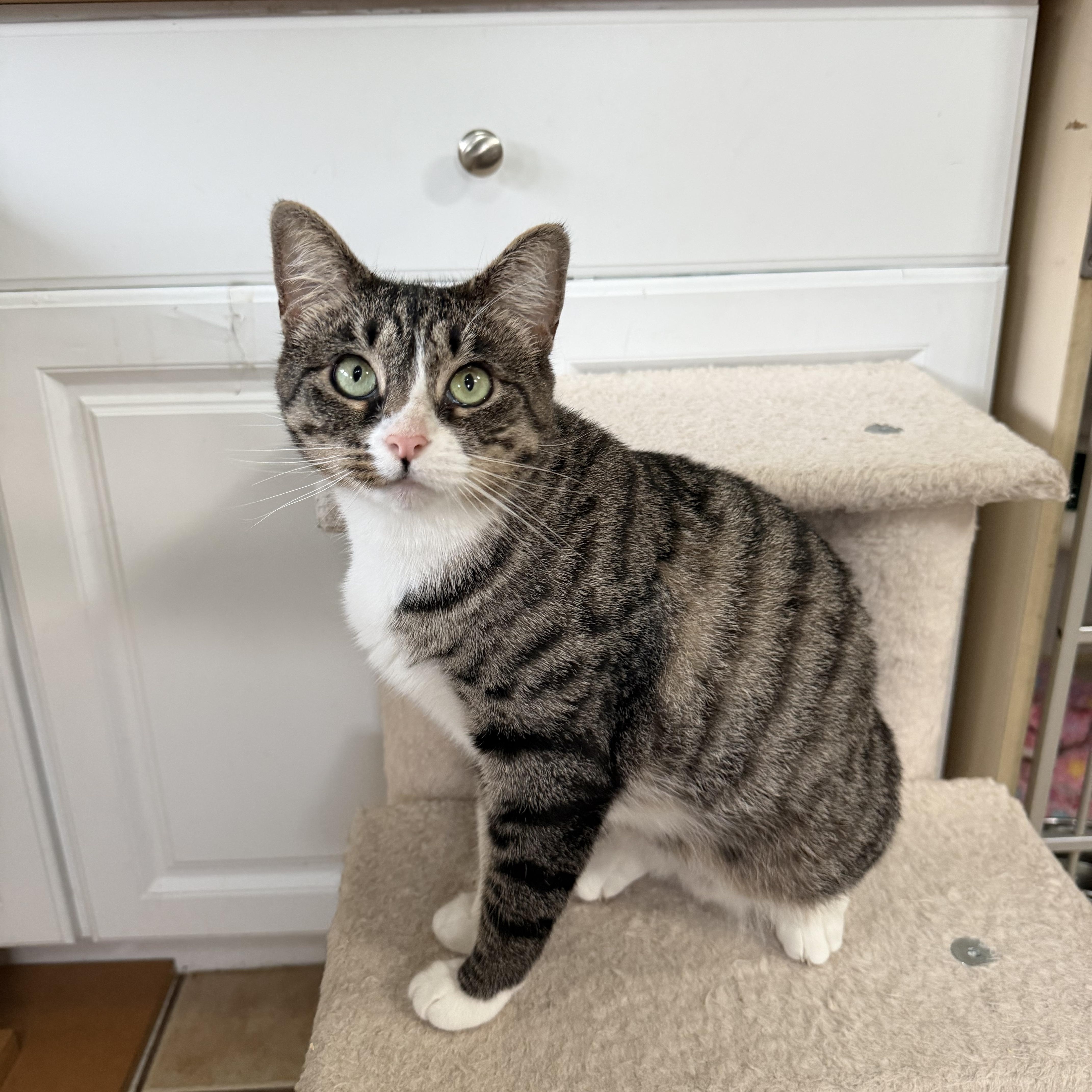 Enlarge ELIZABETH, a Adoptable Domestic Short Hair in Hamilton, NJ image 3/5
