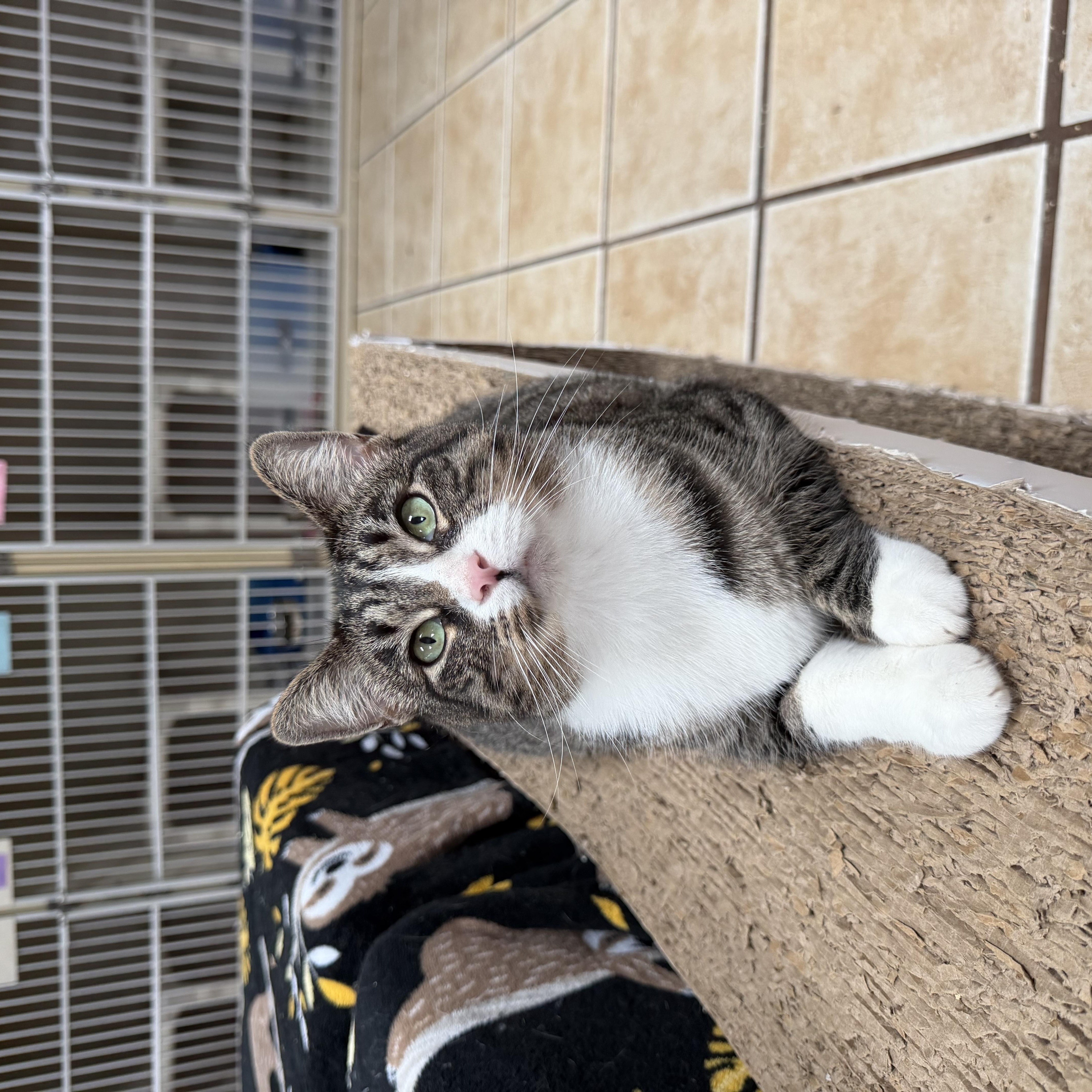 Enlarge ELIZABETH, a Adoptable Domestic Short Hair in Hamilton, NJ image 2/5