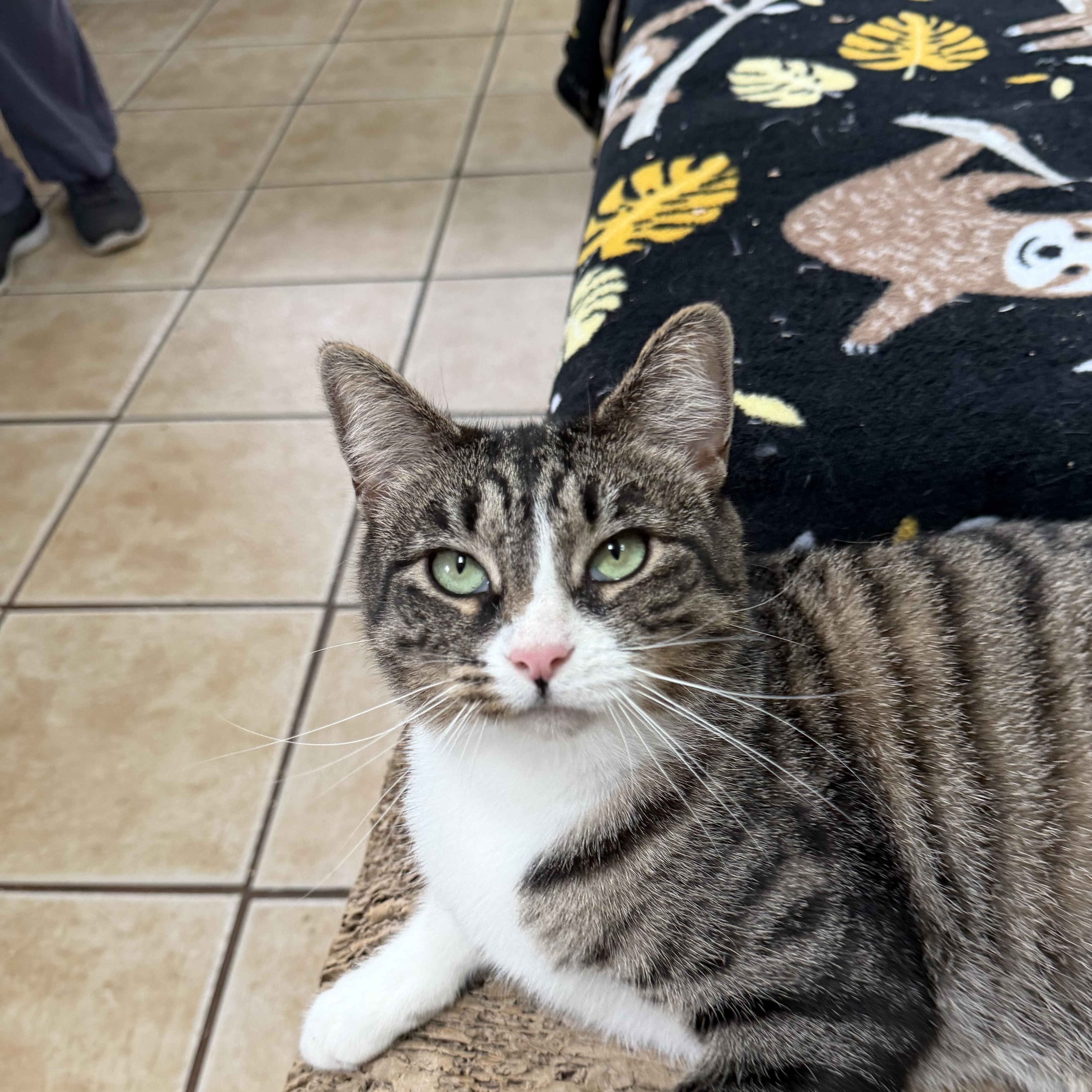 Enlarge ELIZABETH, a Adoptable Domestic Short Hair in Hamilton, NJ image 1/5