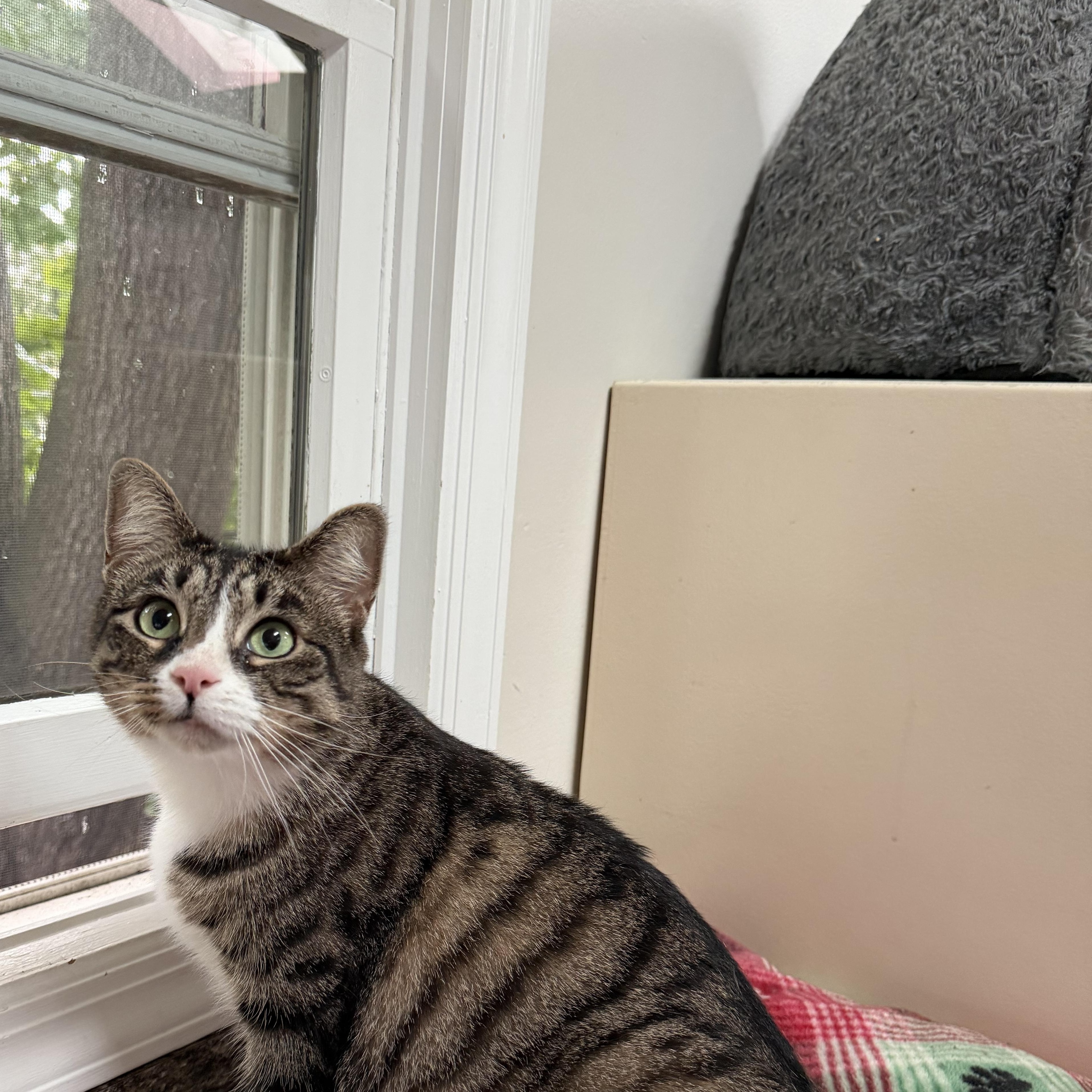 Enlarge ELIZABETH, a Adoptable Domestic Short Hair in Hamilton, NJ image 5/5