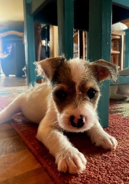 Malibu, Adopted, Young Female Terrier & Mixed Breed.