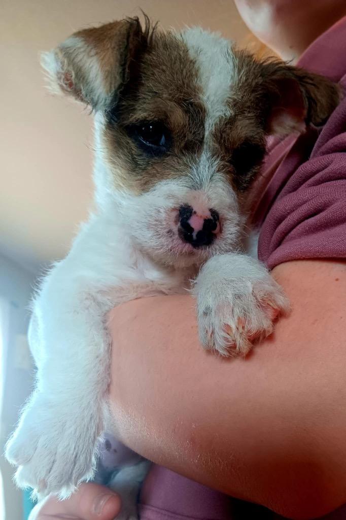 Malibu, a Adopted mixed breed in Bristol, WI image 2/6