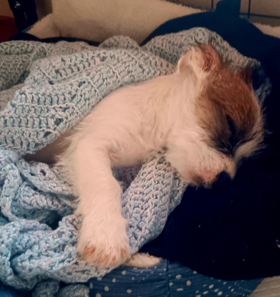 Malibu, a Adopted mixed breed in Bristol, WI image 3/6