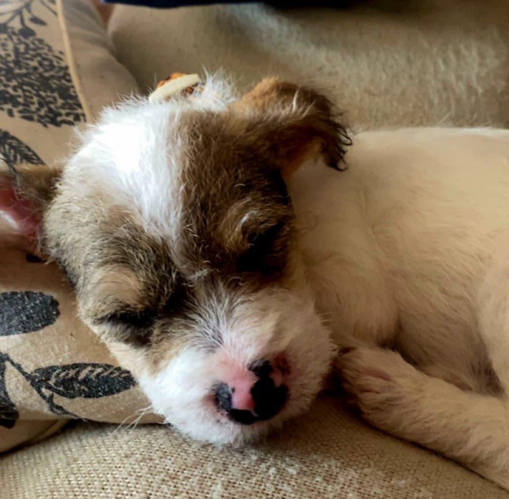 Malibu, a Adopted mixed breed in Bristol, WI image 4/6