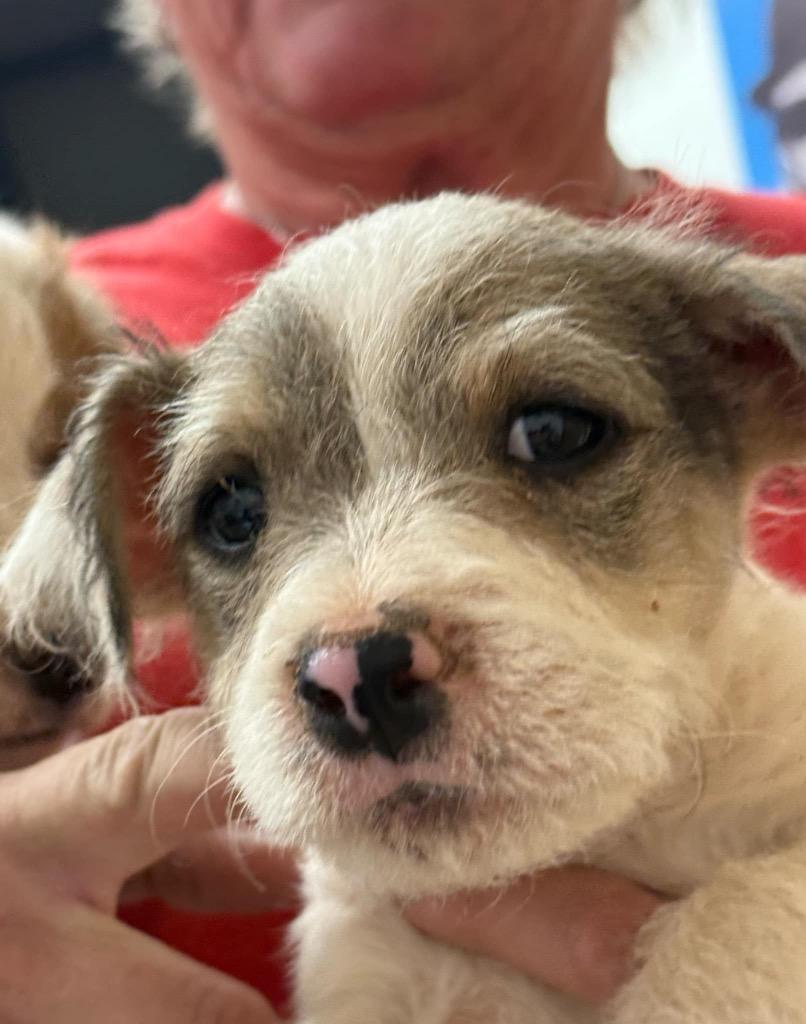 Malibu, a Adopted mixed breed in Bristol, WI image 5/6