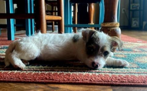 Malibu, a Adopted mixed breed in Bristol, WI image 6/6