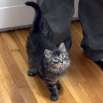 Carlow & Clare, ADOPTABLE, Kitten Male Domestic Medium Hair.