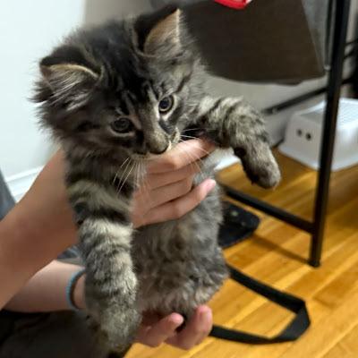 Carlow & Clare, a ADOPTABLE Domestic Medium Hair in Mississauga, ON image 2/3