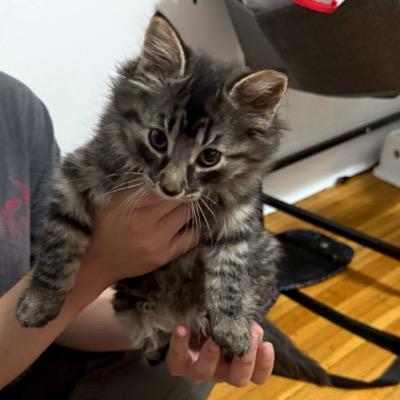 Carlow & Clare, a ADOPTABLE Domestic Medium Hair in Mississauga, ON image 3/3