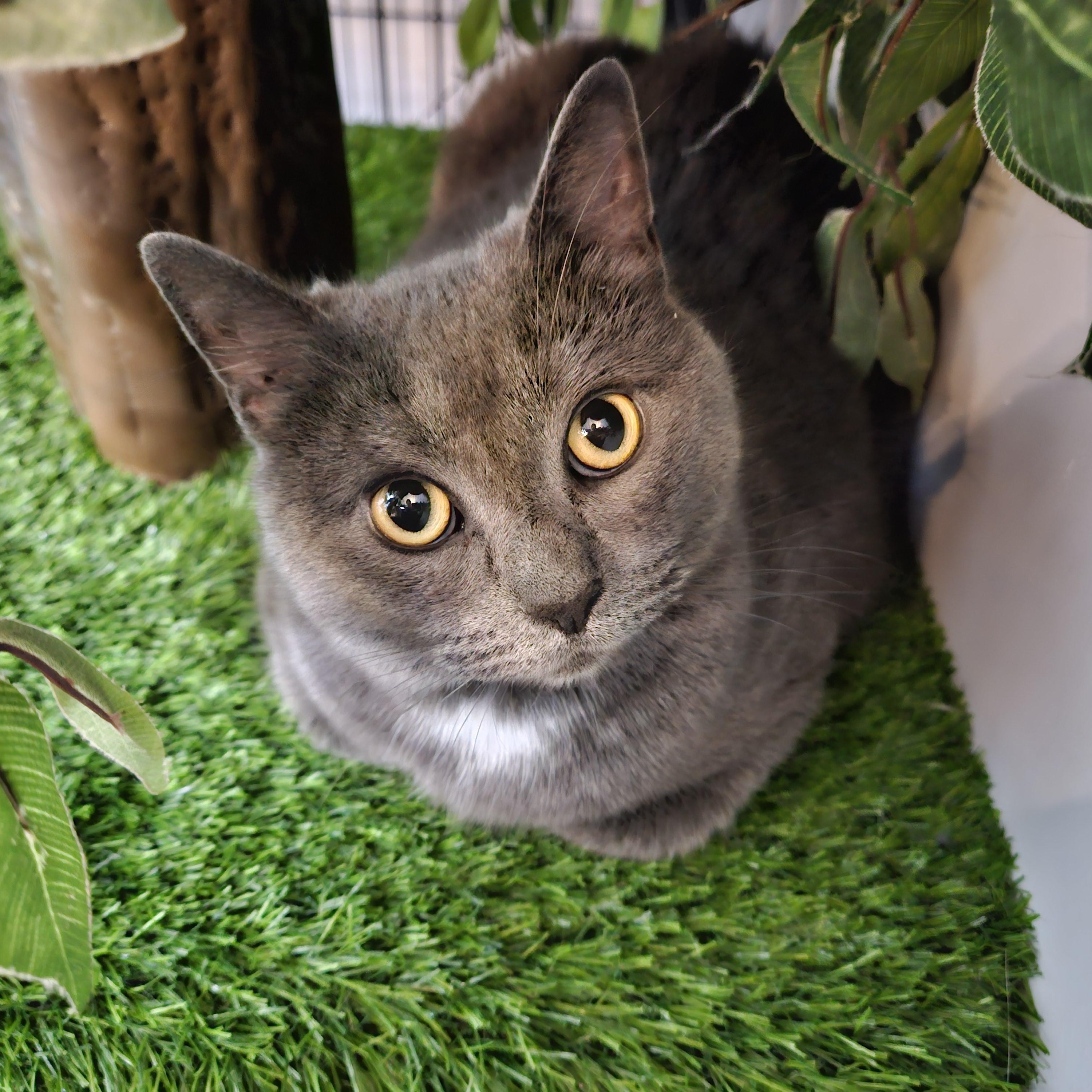 Enlarge Betsy, an adoptable Domestic Short Hair in Endicott, NY image 4/4