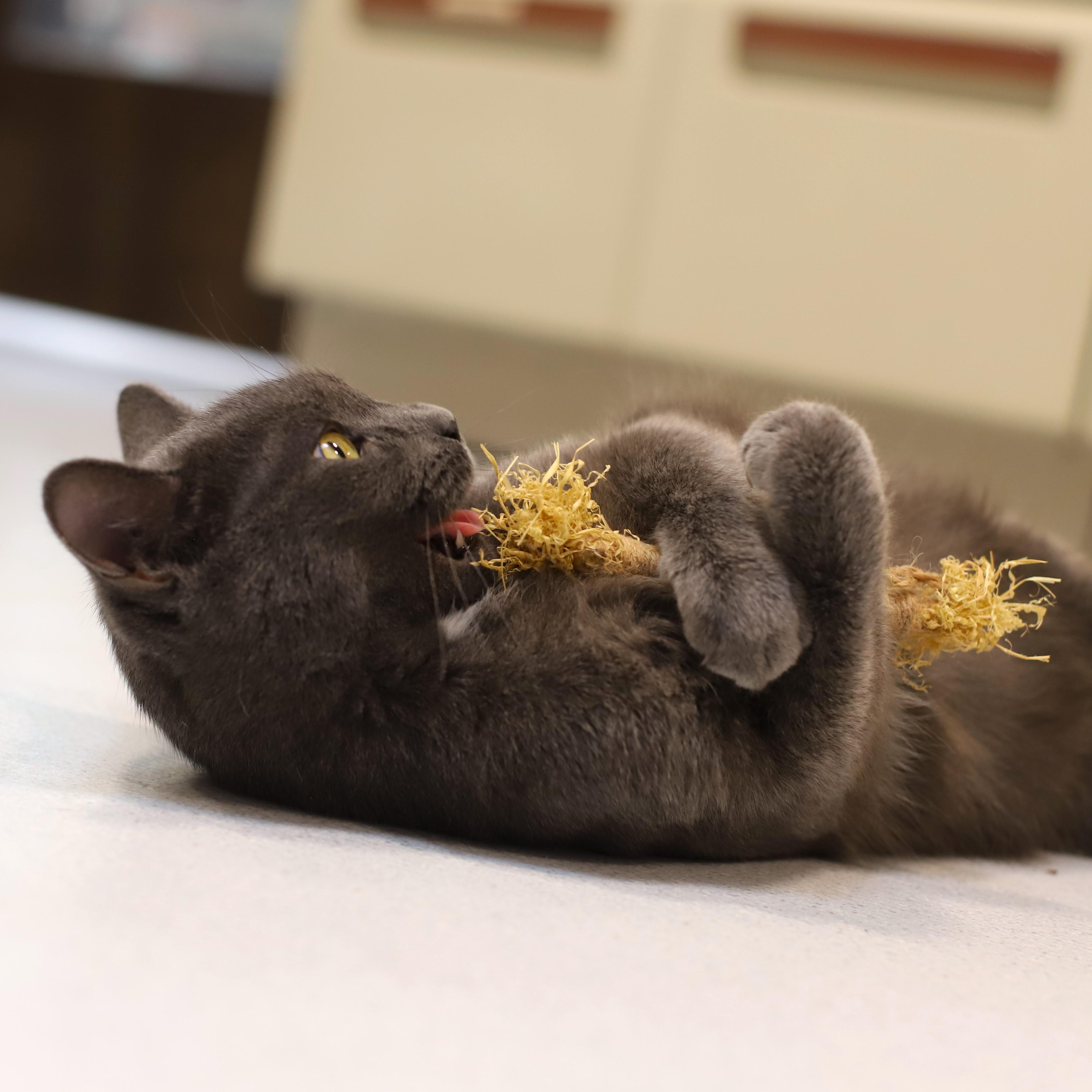 Enlarge Betsy, an adoptable Domestic Short Hair in Endicott, NY image 3/4