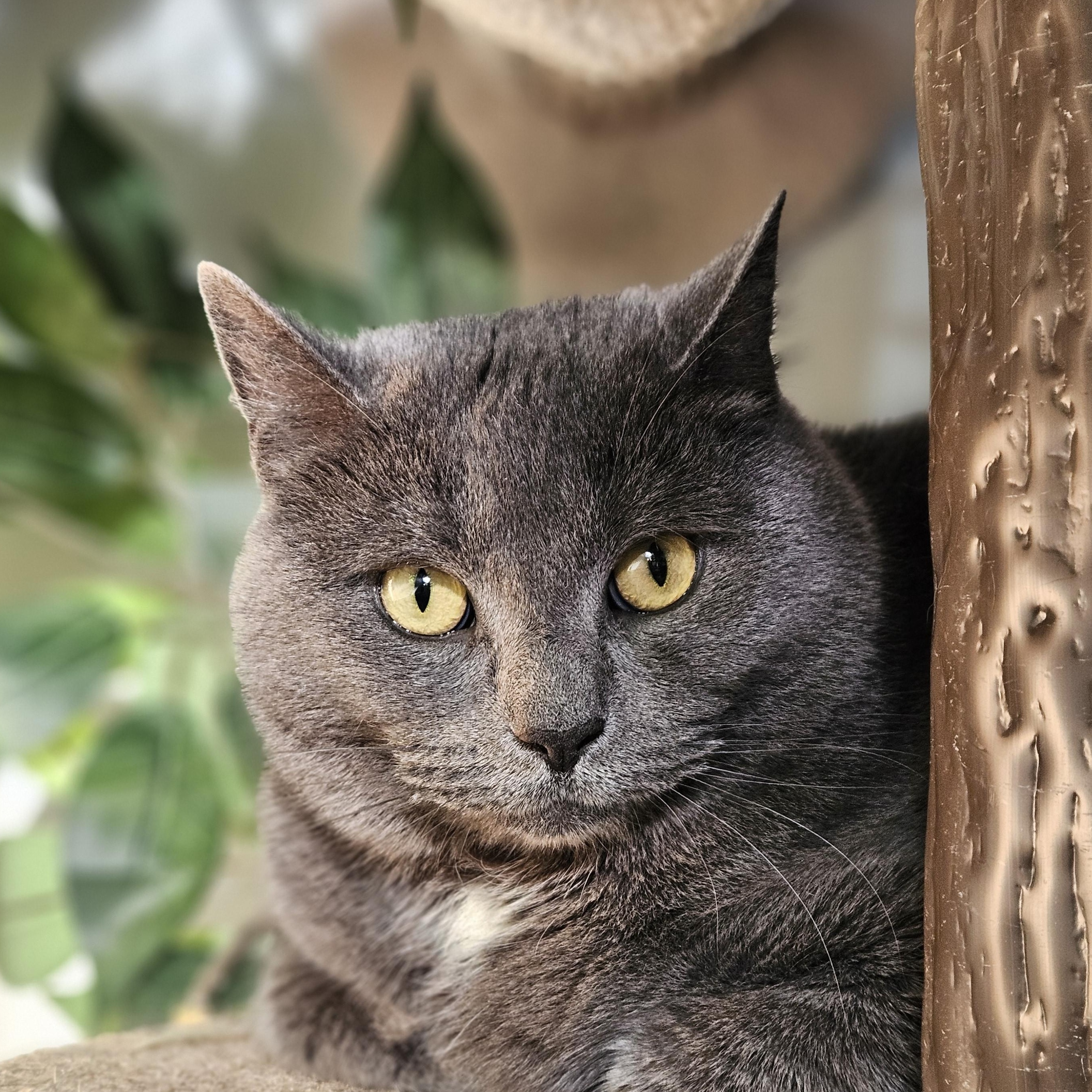 Enlarge Betsy, an adoptable Domestic Short Hair in Endicott, NY image 1/4