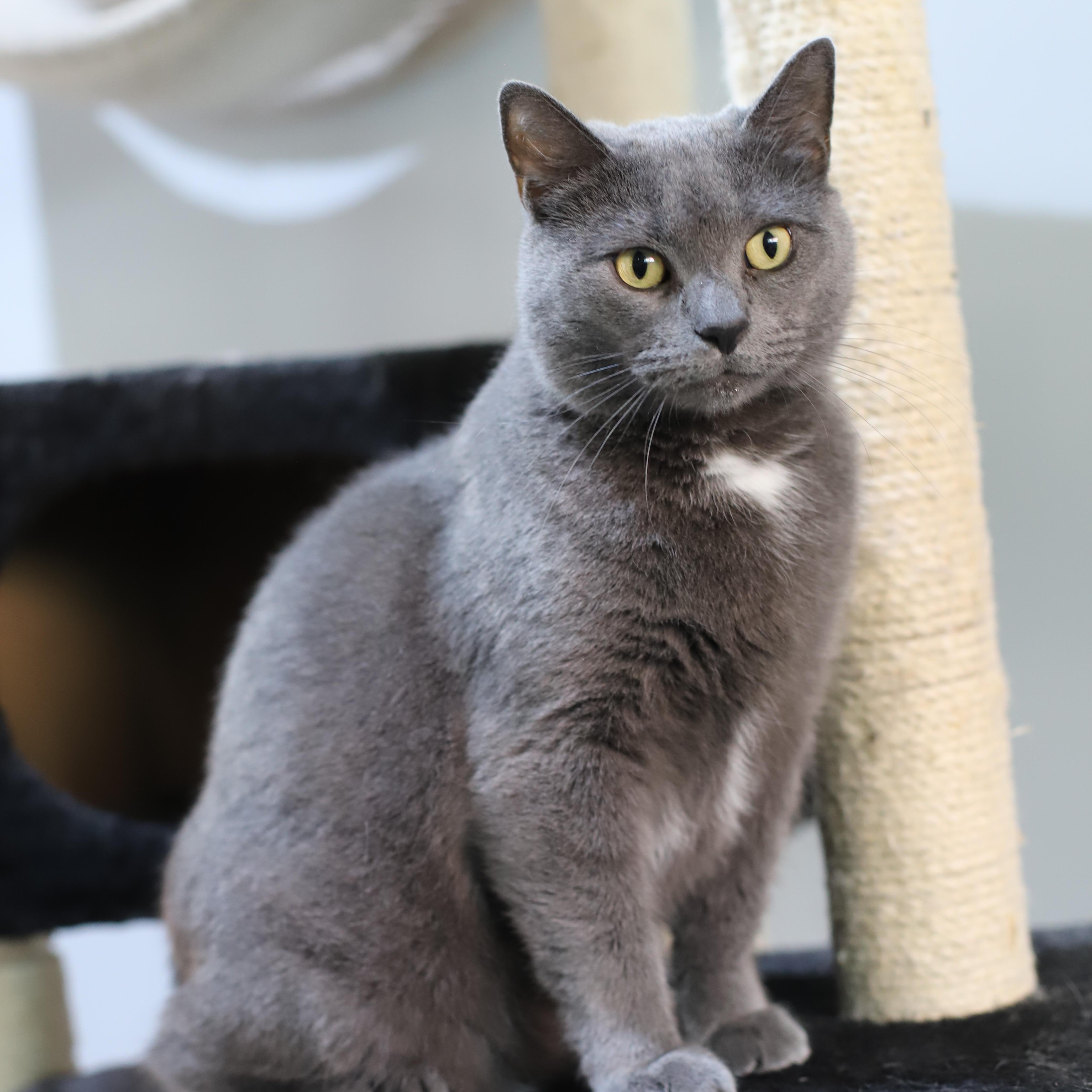 Enlarge Betsy, an adoptable Domestic Short Hair in Endicott, NY image 2/4