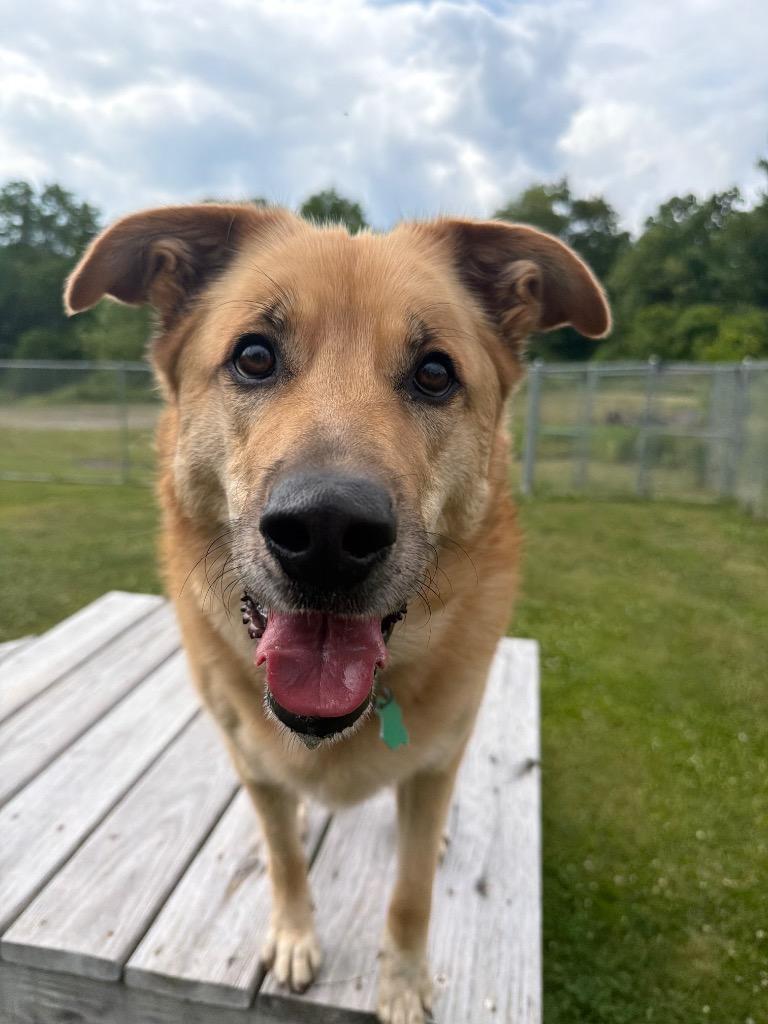 Pearl, a Adoptable mixed breed in Hyde Park, NY image 2/6