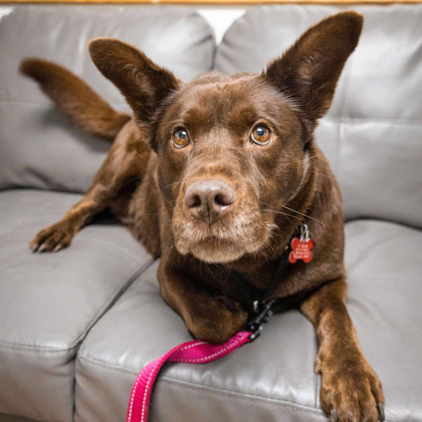 Piper, ADOPTABLE, Adult Female Australian Kelpie.