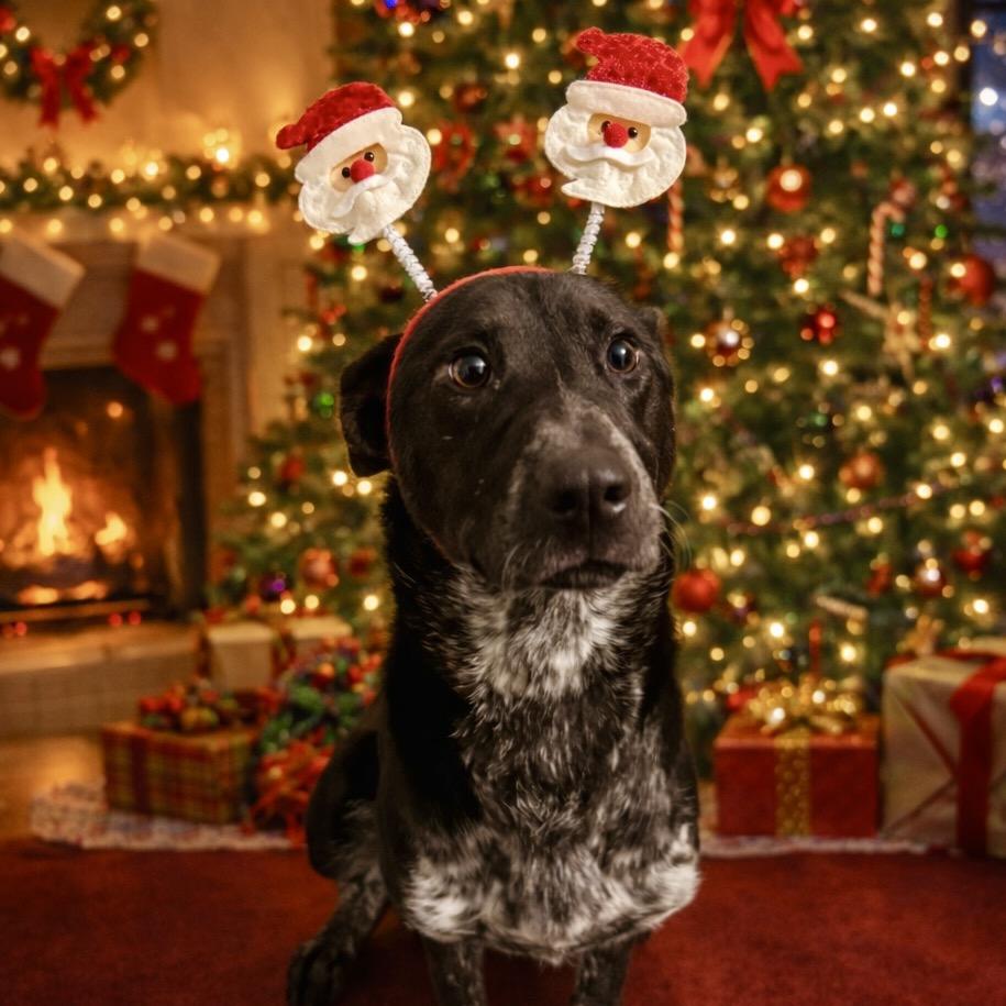 Jovie, Adoptable, Young Female Collie & Labrador Retriever.