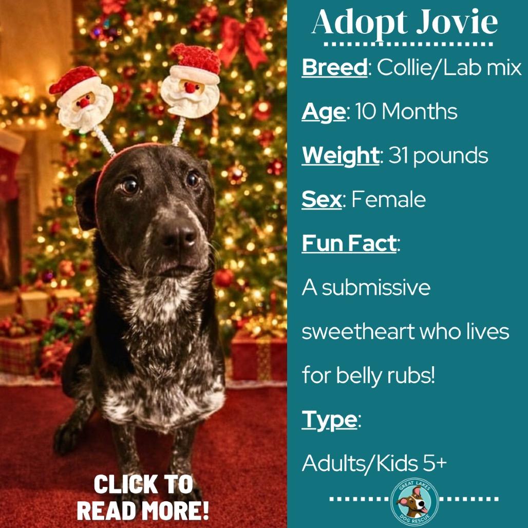 Enlarge Jovie, a Adoptable mixed breed in Metamora, MI image 2/5