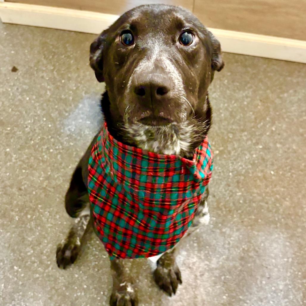 Enlarge Jovie, a Adoptable mixed breed in Metamora, MI image 3/5