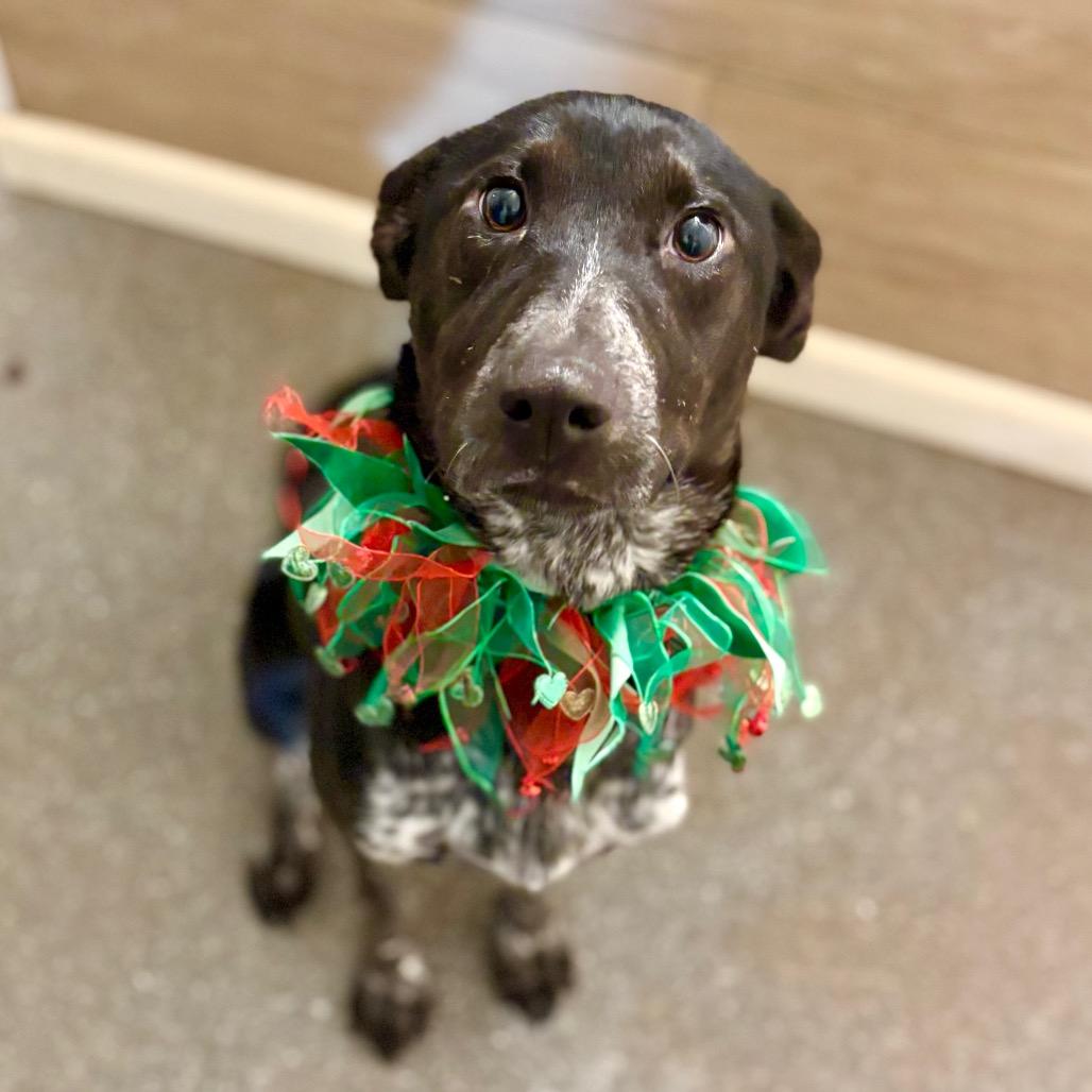 Enlarge Jovie, a Adoptable mixed breed in Metamora, MI image 4/5