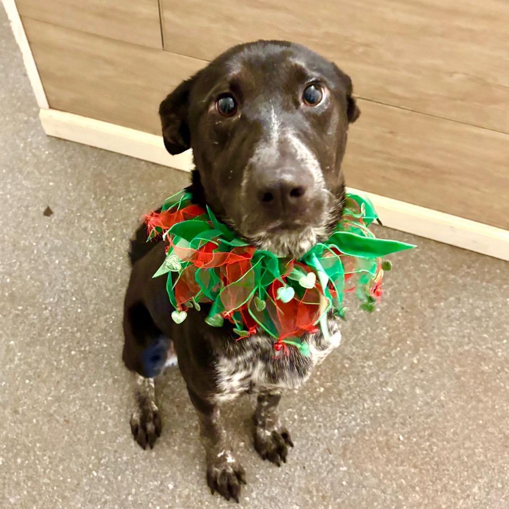 Enlarge Jovie, a Adoptable mixed breed in Metamora, MI image 5/5