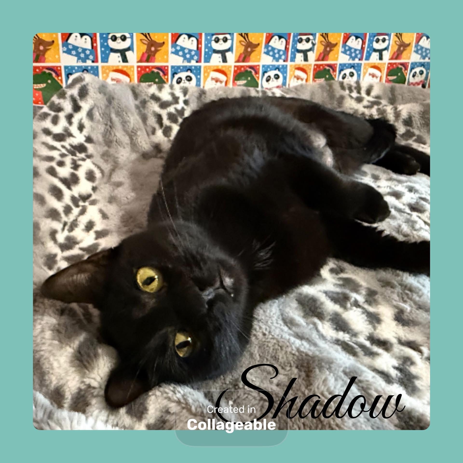 Enlarge SHADOW , a ADOPTABLE Tabby in Lawton, OK image 1/1