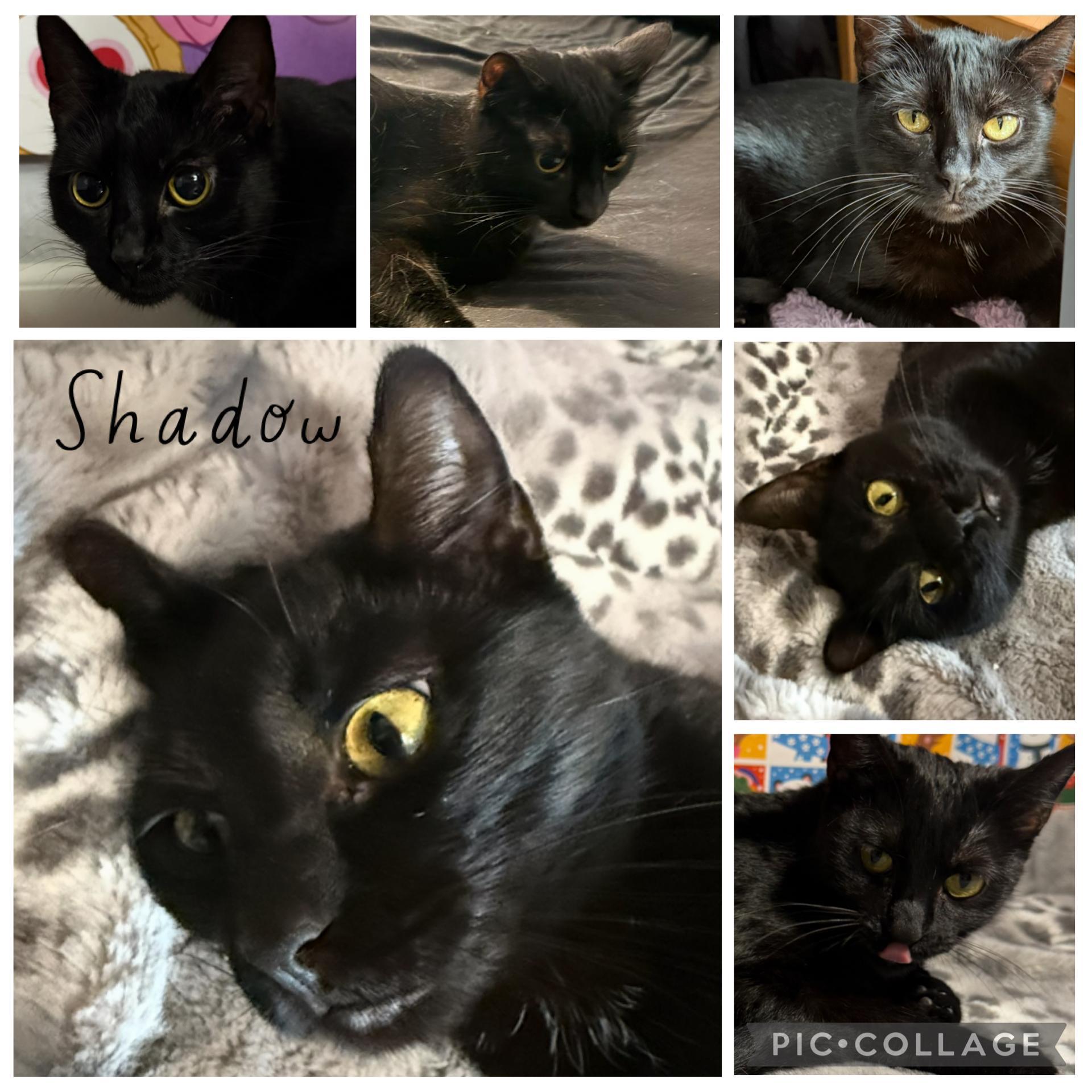 SHADOW , ADOPTABLE, Young Female Tabby.
