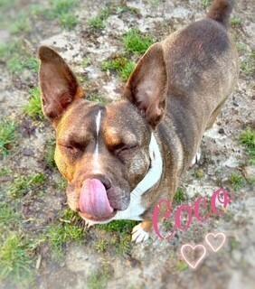 Coco, Adoptable, Adult Female Pit Bull Terrier.