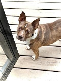 Enlarge Coco, a Adoptable mixed breed in Wendell, NC image 2/6