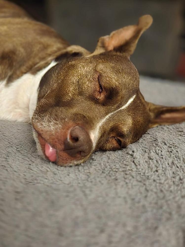 Enlarge Coco, a Adoptable mixed breed in Wendell, NC image 3/6