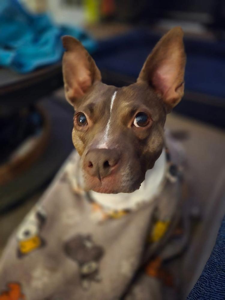 Enlarge Coco, a Adoptable mixed breed in Wendell, NC image 4/6