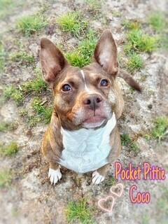 Enlarge Coco, a Adoptable mixed breed in Wendell, NC image 5/6