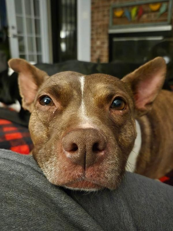 Enlarge Coco, a Adoptable mixed breed in Wendell, NC image 6/6