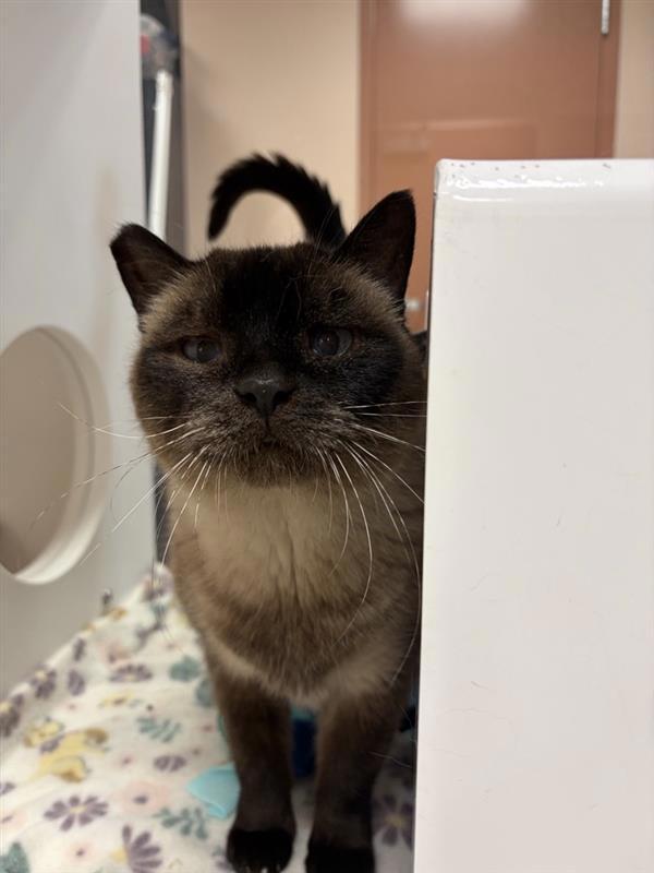 Santana, Adoptable, Senior Female Siamese.
