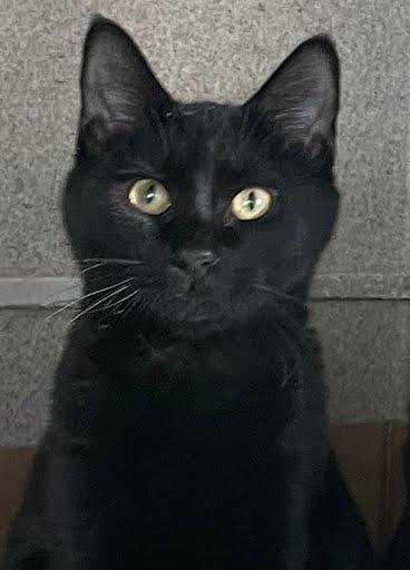 Bechamel, Adoptable, Kitten Male Domestic Short Hair & Domestic Short Hair.