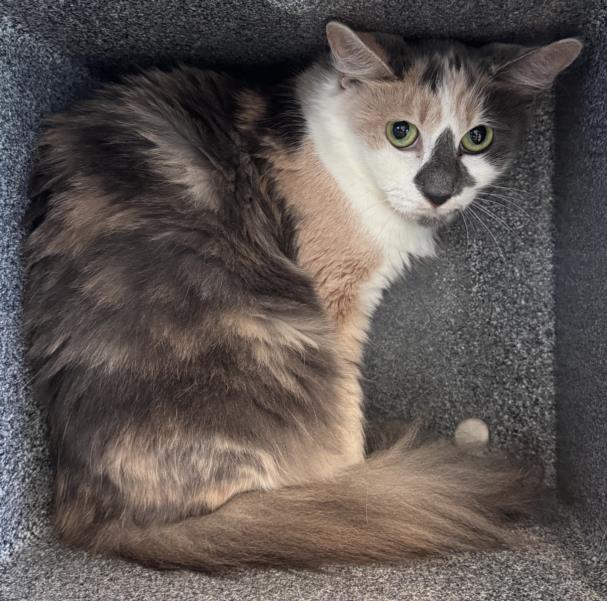 MYRTLE, Adoptable, Young Female Domestic Medium Hair.