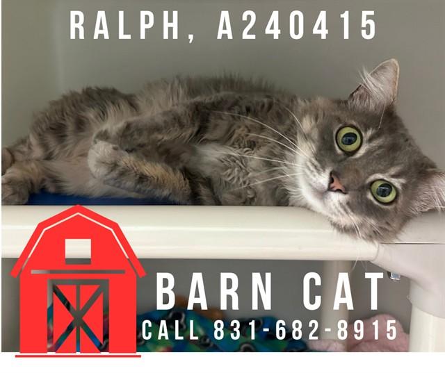 Enlarge RALPH, a Adoptable Domestic Long Hair in Salinas, CA image 1/1