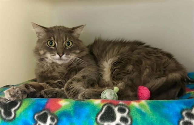 Enlarge RALPH, a Adoptable Domestic Long Hair in Salinas, CA image 1/1