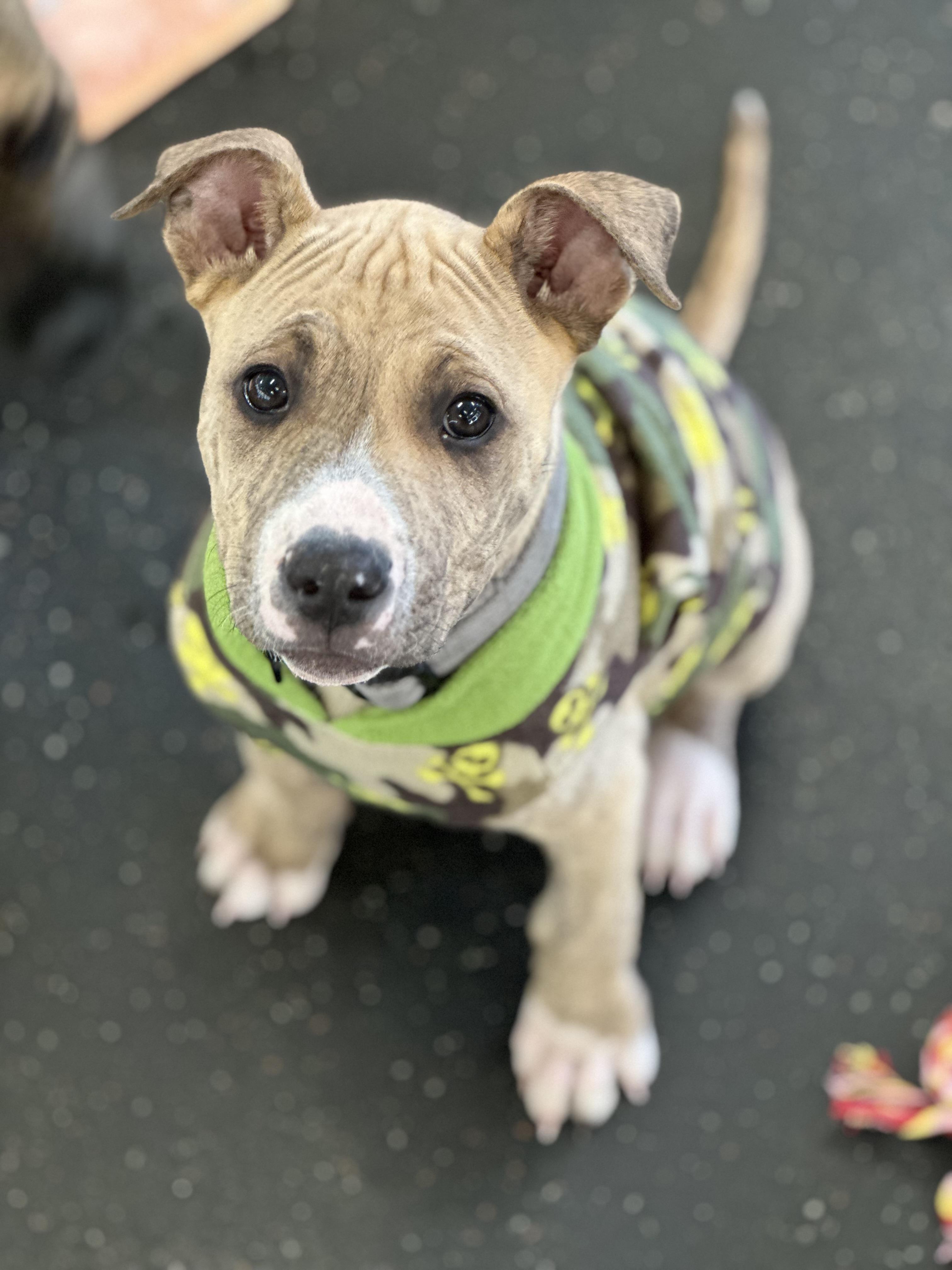 Yoshi, Adoptable, Puppy Male Pit Bull Terrier & Siberian Husky.