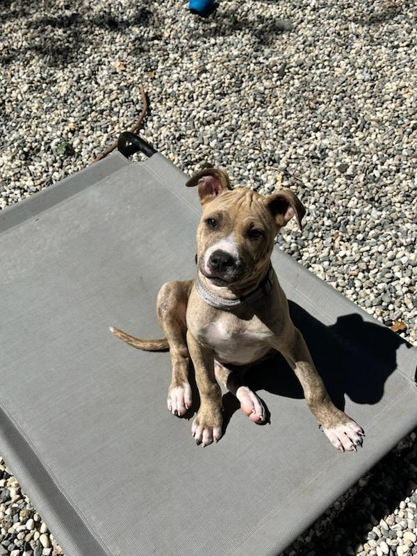 Enlarge Yoshi, an adopted mixed breed in SACRAMENTO, CA image 3/3